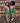 Alpha Kappa Alpha Color Block Windbreaker Jacket – Embroidered Crest & Oversized Greek Letters