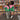 Alpha Kappa Alpha Color Block Windbreaker Jacket – Embroidered Crest & Oversized Greek Letters