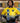 Kappa Kappa Psi Gold Black Ombre Bomber Jacket
