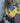 Sigma Gamma Rho Hooded Windbreaker Jacket, Stitched SGRho Greek Letter Colorblock Jacket